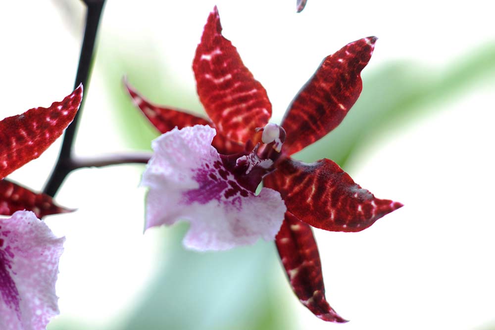 Einfache Orchideenpflege